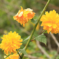 Kerria japonica