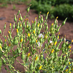 Lactuca sativa.<br>Photographer: John Smith-Dodsworth, Licence: <a target='_blank' href='https://creativecommons.org/licenses/by-nc/4.0'>CC BY-NC</a>. <a class='member-message' href='/nzpcn/why-join-nzpcn/' target='_blank'>Members can view a larger version of this image.</a>