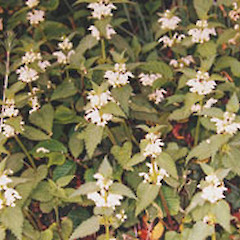 Lamium album.<br>Photographer: John Smith-Dodsworth, Licence: <a target='_blank' href='https://creativecommons.org/licenses/by-nc/4.0'>CC BY-NC</a>.