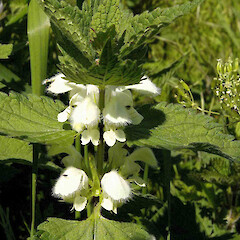Lamium album L.<br>Photographer: John Smith-Dodsworth, Licence: <a target='_blank' href='https://creativecommons.org/licenses/by-nc/4.0'>CC BY-NC</a>. <a class='member-message' href='/nzpcn/why-join-nzpcn/' target='_blank'>Members can view a larger version of this image.</a>
