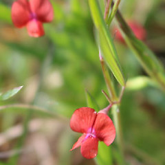 Flowering, Governer’s Bay, Banks Peninsula.<br>Photographer: J. P. Butler, Date taken: 13/10/2019, Licence: All rights reserved.