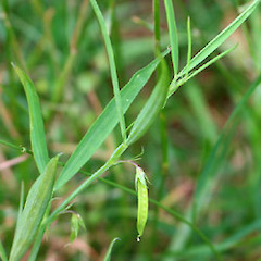 Leaves and young pod, Governer’s Bay, Banks Peninsula.<br>Photographer: J. P. Butler, Date taken: 13/10/2019, Licence: All rights reserved.