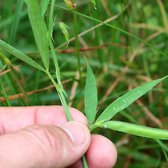 Leaves and green pod, Governer’s Bay, Banks Peninsula.<br>Photographer: J. P. Butler, Date taken: 19/10/2019, Licence: All rights reserved. <a class='member-message' href='/nzpcn/why-join-nzpcn/' target='_blank'>Members can view a larger version of this image.</a>