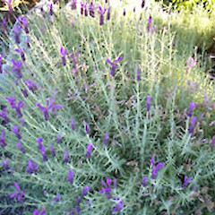 Lavandula stoechas.<br>Photographer: John Smith-Dodsworth, Licence: <a target='_blank' href='https://creativecommons.org/licenses/by-nc/4.0'>CC BY-NC</a>.