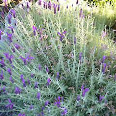 Lavandula stoechas subsp. stoechas