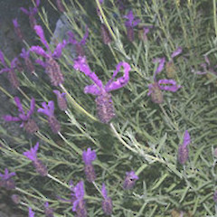 Lavandula stoechas.<br>Photographer: John Smith-Dodsworth, Licence: <a target='_blank' href='https://creativecommons.org/licenses/by-nc/4.0'>CC BY-NC</a>.