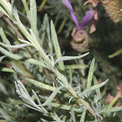 Lavandula stoechas.<br>Photographer: John Smith-Dodsworth, Licence: <a target='_blank' href='https://creativecommons.org/licenses/by-nc/4.0'>CC BY-NC</a>.