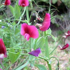 Lathyrus tingitanus.<br>Photographer: John Smith-Dodsworth, Licence: <a target='_blank' href='https://creativecommons.org/licenses/by-nc/4.0'>CC BY-NC</a>.