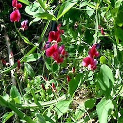 Lathyrus tingitanus.<br>Photographer: John Smith-Dodsworth, Licence: <a target='_blank' href='https://creativecommons.org/licenses/by-nc/4.0'>CC BY-NC</a>.