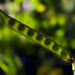 Immature seed pod. Hutt Valley.<br>Photographer: Jeremy R. Rolfe, Date taken: 27/12/2006, Licence: <a target='_blank' href='https://creativecommons.org/licenses/by/4.0'>CC BY</a>. <a class='member-message' href='/nzpcn/why-join-nzpcn/' target='_blank'>Members can view a larger version of this image.</a>