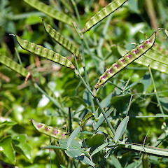 Immature seed pods. Hutt Valley.<br>Photographer: Jeremy R. Rolfe, Date taken: 27/12/2006, Licence: <a target='_blank' href='https://creativecommons.org/licenses/by/4.0'>CC BY</a>. <a class='member-message' href='/nzpcn/why-join-nzpcn/' target='_blank'>Members can view a larger version of this image.</a>