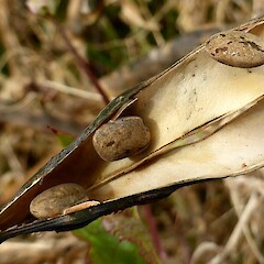 Pod detail, Forres St, Whanganui.<br>Photographer: Colin C. Ogle, Date taken: 24/01/2016, Licence: <a target='_blank' href='https://creativecommons.org/licenses/by-nc/4.0'>CC BY-NC</a>. <a class='member-message' href='/nzpcn/why-join-nzpcn/' target='_blank'>Members can view a larger version of this image.</a>