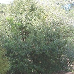 Laurus nobilis.<br>Photographer: John Smith-Dodsworth, Licence: <a target='_blank' href='https://creativecommons.org/licenses/by-nc/4.0'>CC BY-NC</a>.