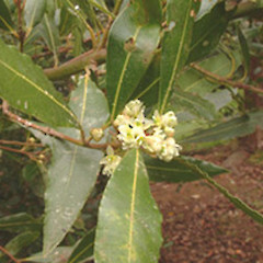 Laurus nobilis.<br>Photographer: John Smith-Dodsworth, Licence: <a target='_blank' href='https://creativecommons.org/licenses/by-nc/4.0'>CC BY-NC</a>.