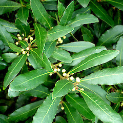 Laurus nobilis.<br>Photographer: Peter J de Lange, Licence: <a target='_blank' href='https://creativecommons.org/licenses/by-nc/4.0'>CC BY-NC</a>. <a class='member-message' href='/nzpcn/why-join-nzpcn/' target='_blank'>Members can view a larger version of this image.</a>