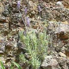 Lavandula dentata