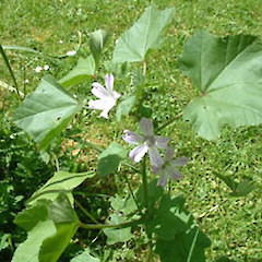Lavatera cretica.<br>Photographer: John Smith-Dodsworth, Licence: <a target='_blank' href='https://creativecommons.org/licenses/by-nc/4.0'>CC BY-NC</a>.