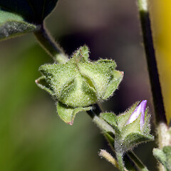 Calyx and epicalyx. Paekakariki.<br>Photographer: Jeremy R. Rolfe, Date taken: 08/10/2006, Licence: <a target='_blank' href='https://creativecommons.org/licenses/by/4.0'>CC BY</a>. <a class='member-message' href='/nzpcn/why-join-nzpcn/' target='_blank'>Members can view a larger version of this image.</a>