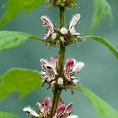 Leonurus cardiaca