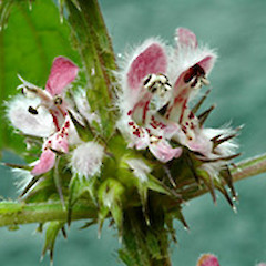 Flowers. Patea. Nov 2008.<br>Photographer: Colin C. Ogle, Licence: <a target='_blank' href='https://creativecommons.org/licenses/by-nc/4.0'>CC BY-NC</a>.