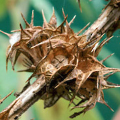 Fruit with seeds. Ex Patea. March 2009.<br>Photographer: Colin C. Ogle, Licence: <a target='_blank' href='https://creativecommons.org/licenses/by-nc/4.0'>CC BY-NC</a>.