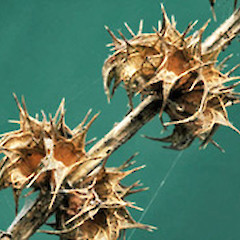 Fruit without seeds. Ex Patea. March 2009.<br>Photographer: Colin C. Ogle, Licence: <a target='_blank' href='https://creativecommons.org/licenses/by-nc/4.0'>CC BY-NC</a>.