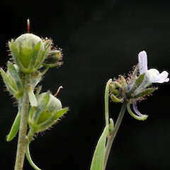 Linaria arvensis
