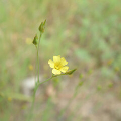 Linum trigynum