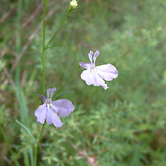Lobelia erinus.<br>Photographer: John Smith-Dodsworth, Licence: <a target='_blank' href='https://creativecommons.org/licenses/by-nc/4.0'>CC BY-NC</a>.