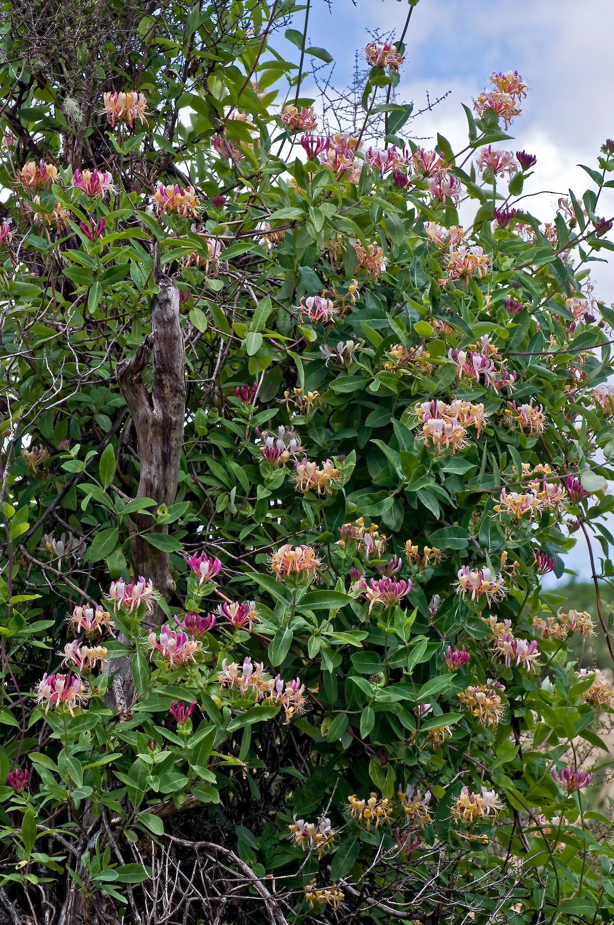 Lonicera periclymenum  New Zealand Plant Conservation Network