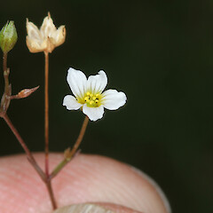 Flower of Linum catharticum.<br>Photographer: Trevor James, Date taken: 29/01/2013, Licence: All rights reserved. <a class='member-message' href='/nzpcn/why-join-nzpcn/' target='_blank'>Members can view a larger version of this image.</a>