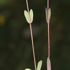 Linum catharticum.<br>Photographer: Trevor James, Date taken: 27/06/2013, Licence: All rights reserved. <a class='member-message' href='/nzpcn/why-join-nzpcn/' target='_blank'>Members can view a larger version of this image.</a>