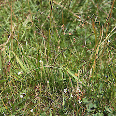 Linum catharticum.<br>Photographer: Trevor James, Date taken: 29/01/2013, Licence: All rights reserved. <a class='member-message' href='/nzpcn/why-join-nzpcn/' target='_blank'>Members can view a larger version of this image.</a>