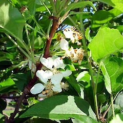 Malus ×domestica