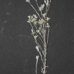 Logfia minima