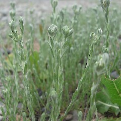 Yard at DOC Twizel Area Office, Canterbury.<br>Photographer: Aalbert Rebergen, Date taken: 01/12/2015, Licence: All rights reserved. <a class='member-message' href='/nzpcn/why-join-nzpcn/' target='_blank'>Members can view a larger version of this image.</a>