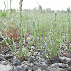 Yard at DOC Twizel Area Office, Canterbury.<br>Photographer: Aalbert Rebergen, Date taken: 01/12/2015, Licence: All rights reserved. <a class='member-message' href='/nzpcn/why-join-nzpcn/' target='_blank'>Members can view a larger version of this image.</a>