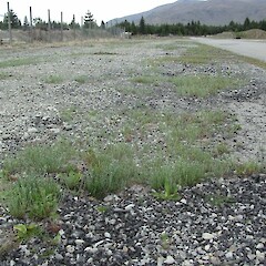 Yard at DOC Twizel Area Office, Canterbury.<br>Photographer: Aalbert Rebergen, Date taken: 01/12/2015, Licence: All rights reserved. <a class='member-message' href='/nzpcn/why-join-nzpcn/' target='_blank'>Members can view a larger version of this image.</a>
