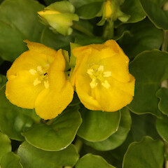 Flowers of Lysimachia nummularia.<br>Photographer: Trevor James, Date taken: 26/01/2010, Licence: All rights reserved. <a class='member-message' href='/nzpcn/why-join-nzpcn/' target='_blank'>Members can view a larger version of this image.</a>