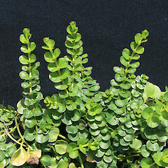 Foliage of Lysimachia nummularia.<br>Photographer: Trevor James, Date taken: 09/04/2009, Licence: All rights reserved. <a class='member-message' href='/nzpcn/why-join-nzpcn/' target='_blank'>Members can view a larger version of this image.</a>