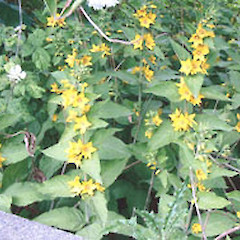 Lysimachia vulgaris.<br>Photographer: John Smith-Dodsworth, Licence: <a target='_blank' href='https://creativecommons.org/licenses/by-nc/4.0'>CC BY-NC</a>.