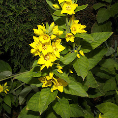 Lysimachia vulgaris.<br>Photographer: John Smith-Dodsworth, Licence: <a target='_blank' href='https://creativecommons.org/licenses/by-nc/4.0'>CC BY-NC</a>. <a class='member-message' href='/nzpcn/why-join-nzpcn/' target='_blank'>Members can view a larger version of this image.</a>