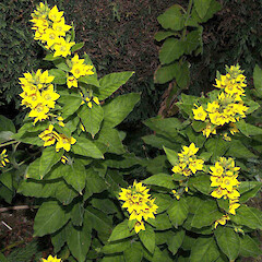 Lysimachia vulgaris.<br>Photographer: John Smith-Dodsworth, Licence: <a target='_blank' href='https://creativecommons.org/licenses/by-nc/4.0'>CC BY-NC</a>. <a class='member-message' href='/nzpcn/why-join-nzpcn/' target='_blank'>Members can view a larger version of this image.</a>
