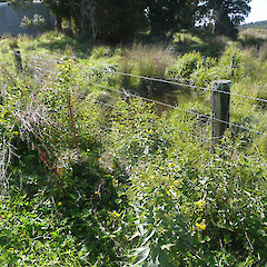 Lysimachia vulgaris.<br>Photographer: Paul Champion, Date taken: 04/04/2010, Licence: All rights reserved. <a class='member-message' href='/nzpcn/why-join-nzpcn/' target='_blank'>Members can view a larger version of this image.</a>