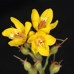 Flowers of Lysimachia vulgaris.<br>Photographer: Trevor James, Date taken: 27/01/2010, Licence: All rights reserved. <a class='member-message' href='/nzpcn/why-join-nzpcn/' target='_blank'>Members can view a larger version of this image.</a>