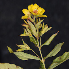 Flowers of Lysimachia vulgaris.<br>Photographer: Trevor James, Date taken: 27/01/2010, Licence: All rights reserved. <a class='member-message' href='/nzpcn/why-join-nzpcn/' target='_blank'>Members can view a larger version of this image.</a>