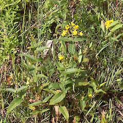 Flowers and foliage of Lysimachia vulgaris.<br>Photographer: Trevor James, Date taken: 27/01/2010, Licence: All rights reserved. <a class='member-message' href='/nzpcn/why-join-nzpcn/' target='_blank'>Members can view a larger version of this image.</a>
