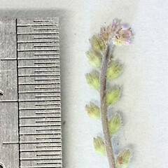 Myosotis stricta