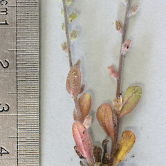 Myosotis stricta.<br>Photographer: Mike Thorsen, Licence: All rights reserved. <a class='member-message' href='/nzpcn/why-join-nzpcn/' target='_blank'>Members can view a larger version of this image.</a>