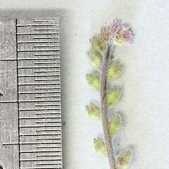Myosotis stricta.<br>Photographer: Mike Thorsen, Licence: All rights reserved. <a class='member-message' href='/nzpcn/why-join-nzpcn/' target='_blank'>Members can view a larger version of this image.</a>
